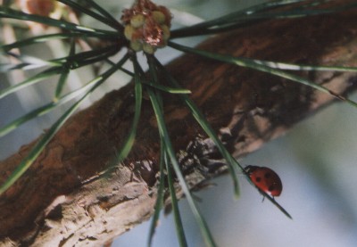 Seidmiokropoka